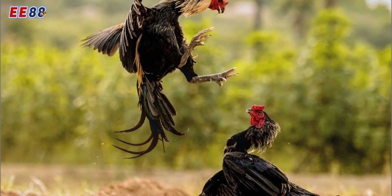 Hướng dẫn tham gia Đá Gà Cựa Dao trên EE88