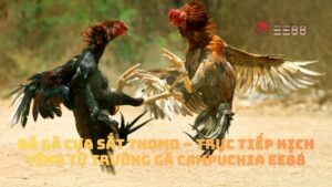 Đá Gà Cựa Sắt Thomo – Trực Tiếp Kịch Tính Từ Trường Gà Campuchia EE88