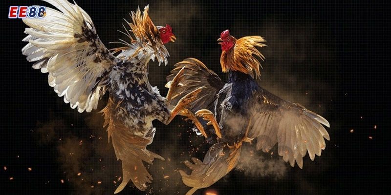 Giới thiệu về đá gà cựa sắt Thomo tại EE88