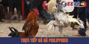 Trực Tiếp Đá Gà Philippines HD Miễn Phí 24/7 | Cập Nhật Nhanh