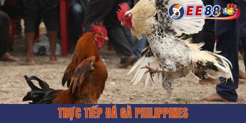 Trực Tiếp Đá Gà Philippines HD Miễn Phí 24/7 | Cập Nhật Nhanh