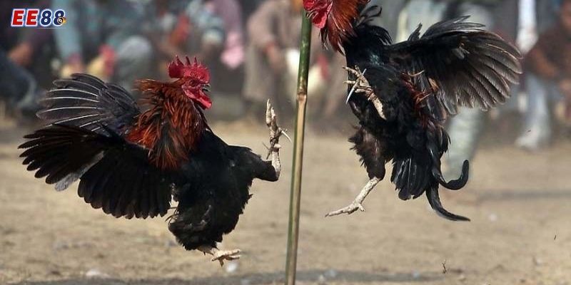 Mẹo hay để cá cược trực tiếp đá gà tre thành công tại EE88