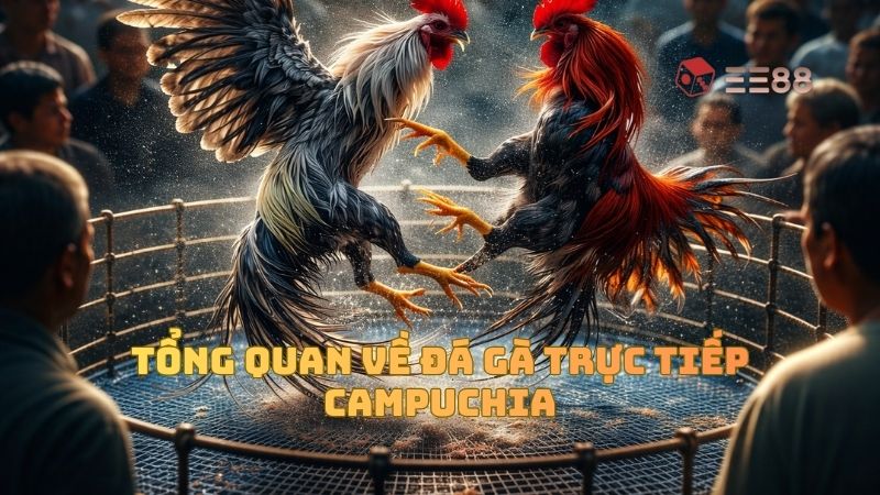 Tổng quan về đá gà trực tiếp Campuchia